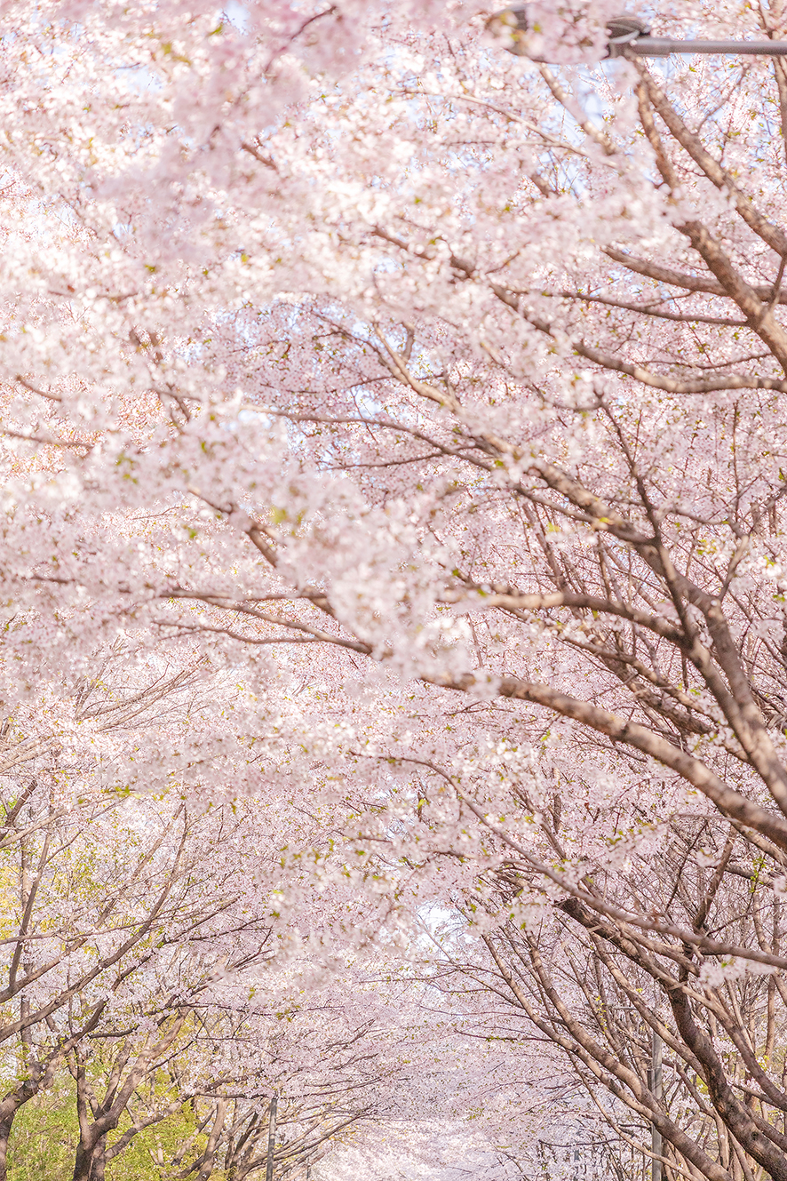 체리블라썸, 벚꽃 엔딩은 캐논 풀프레임 미러리스카메라 EOS RP와 함께