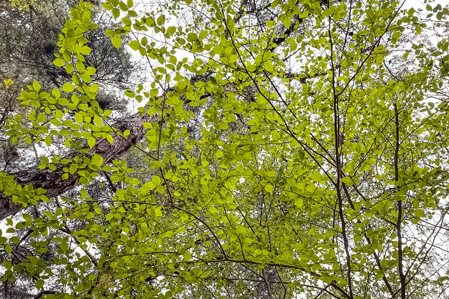 독산자락길 독산자연공원, 아이폰 12 미니 촬영