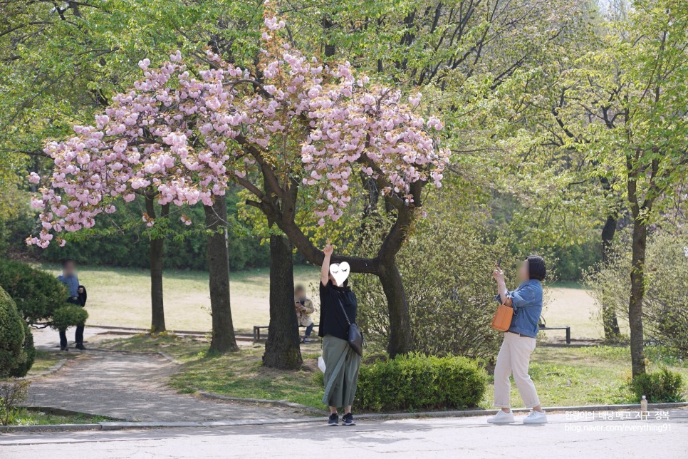 어린이대공원 왕벚꽃 겹벚꽃 명소 개화시기는 오늘입니다!