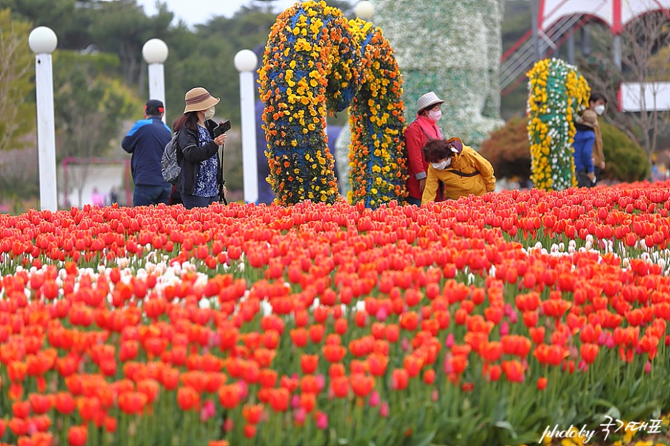태안 튤립축제 세계 튤립 꽃박람회 놀거리 요즘 태안 가볼만한곳