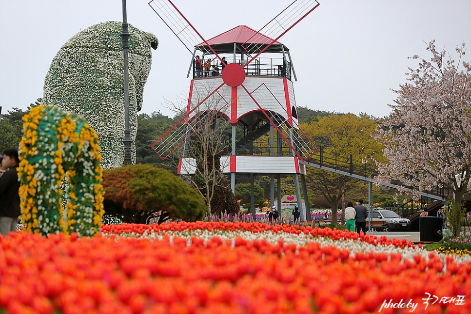 태안 튤립축제 세계 튤립 꽃박람회 놀거리 요즘 태안 가볼만한곳