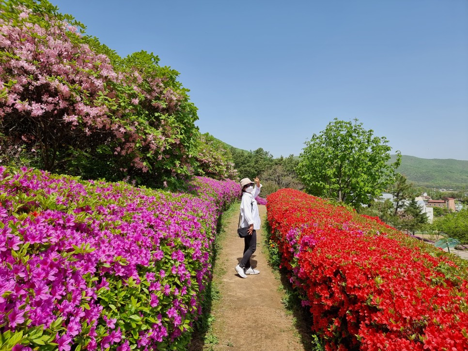 용인 가볼만한곳 용인농촌테마파크 5월 꽃구경 데이트 어때요?