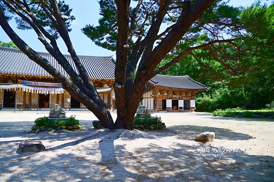 부처님오신날 가볼만한곳 유명한 경주절 불국사 골굴사 기림사 분황사 등