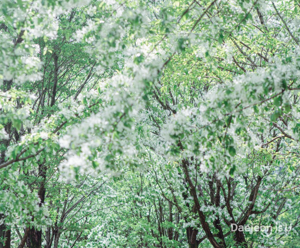 대전 이팝나무 군락지, 산책하기 좋은 '들의공원'