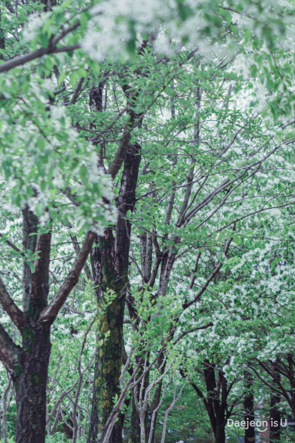 대전 이팝나무 군락지, 산책하기 좋은 '들의공원'