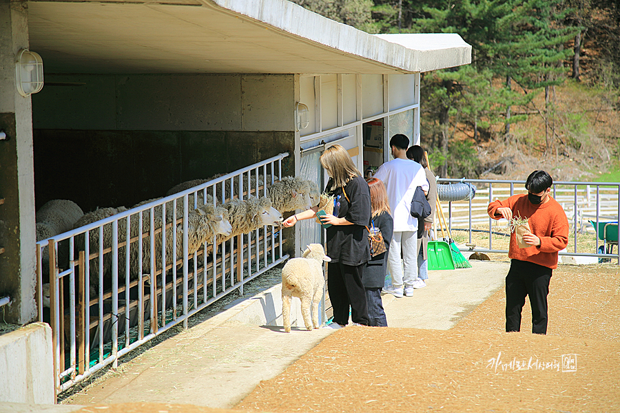 가평 가볼만한곳 어린이날 봄 데이트 가평 양떼목장