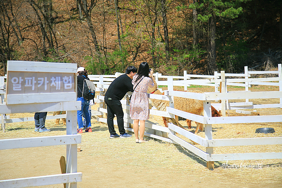 가평 가볼만한곳 어린이날 봄 데이트 가평 양떼목장