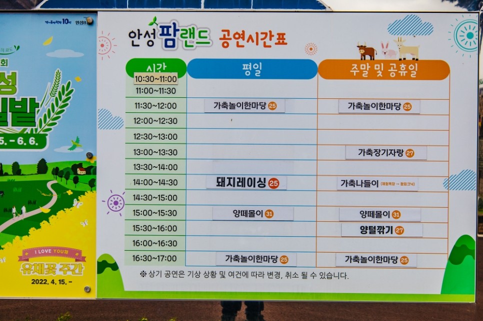 서울근교 갈만한곳 : 안성팜랜드 유채꽃 호밀밭 축제 후기, 입장권 할인