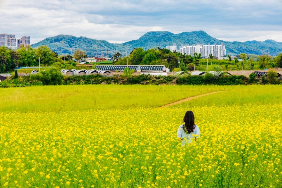 서울근교 갈만한곳 : 안성팜랜드 유채꽃 호밀밭 축제 후기, 입장권 할인