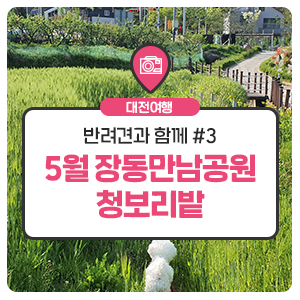 '반려견과 함께'시리즈 #3. 5월의 장동만남공원 청보리밭
