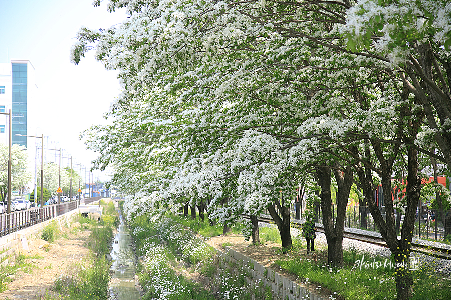 전주 당일치기 이팝나무 하얀꽃길 전주 드라이브 이색 데이트