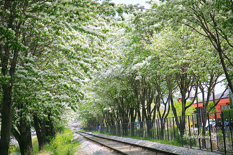 전주 당일치기 이팝나무 하얀꽃길 전주 드라이브 이색 데이트