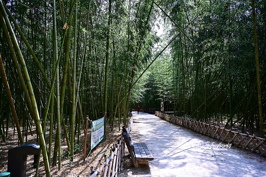 울산 여행코스 태화강국가정원 만남의광장 십리대숲 울산 은하수길 장생포 모노레일