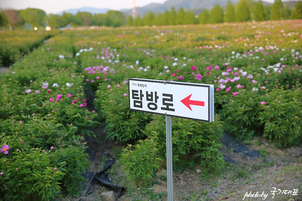 경남 꽃구경 합천 핫들생태공원 작약 꽃밭 5월 드라이브 코스