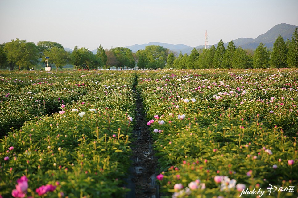 경남 꽃구경 합천 핫들생태공원 작약 꽃밭 5월 드라이브 코스