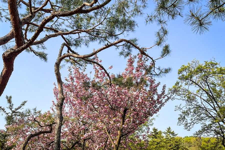 보라매공원 봄풍경, 아이폰12미니 촬영