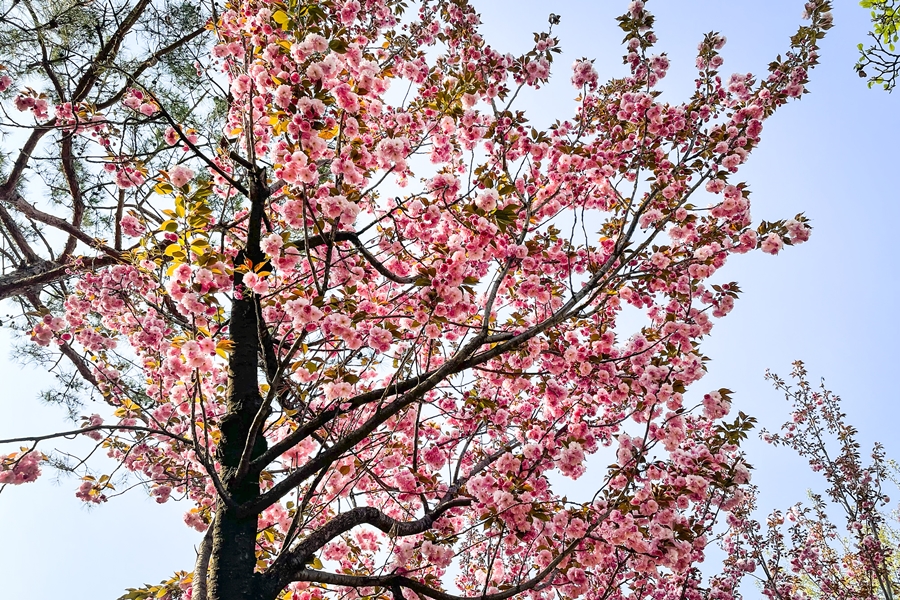 보라매공원 봄풍경, 아이폰12미니 촬영