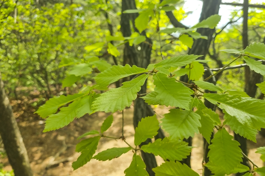 관악구 호암산 산책로, 갤럭시 S21 플러스 촬영