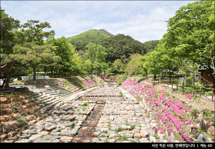 경기도 여행 주말 나들이 양평 여행 볼거리 용문사 은행나무