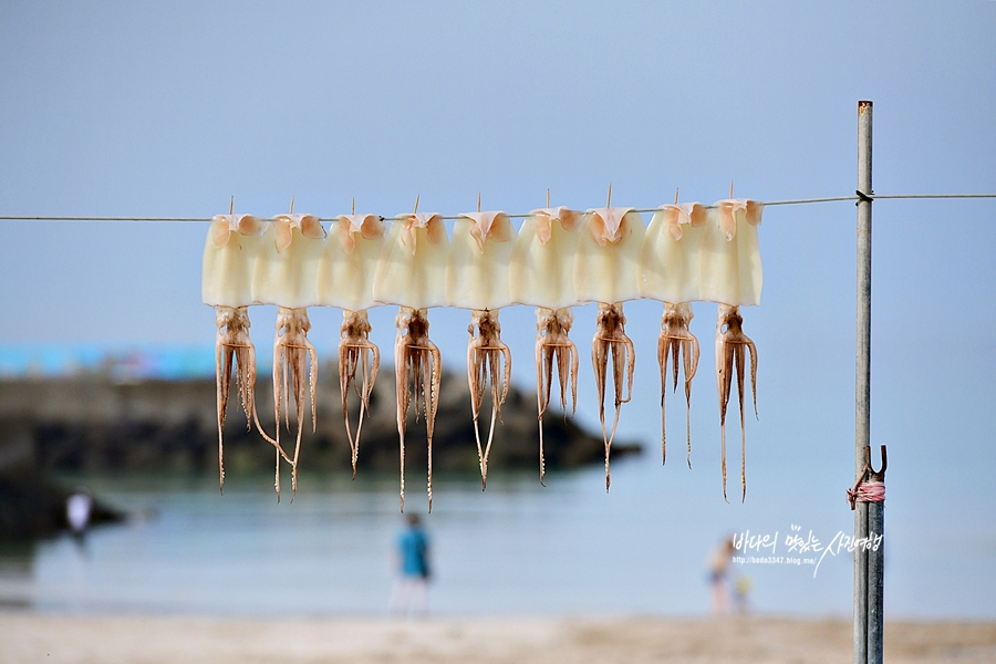 제주 동부여행 함덕서우봉해변 제주도 월정리해변 해수욕장 세화해변 등~