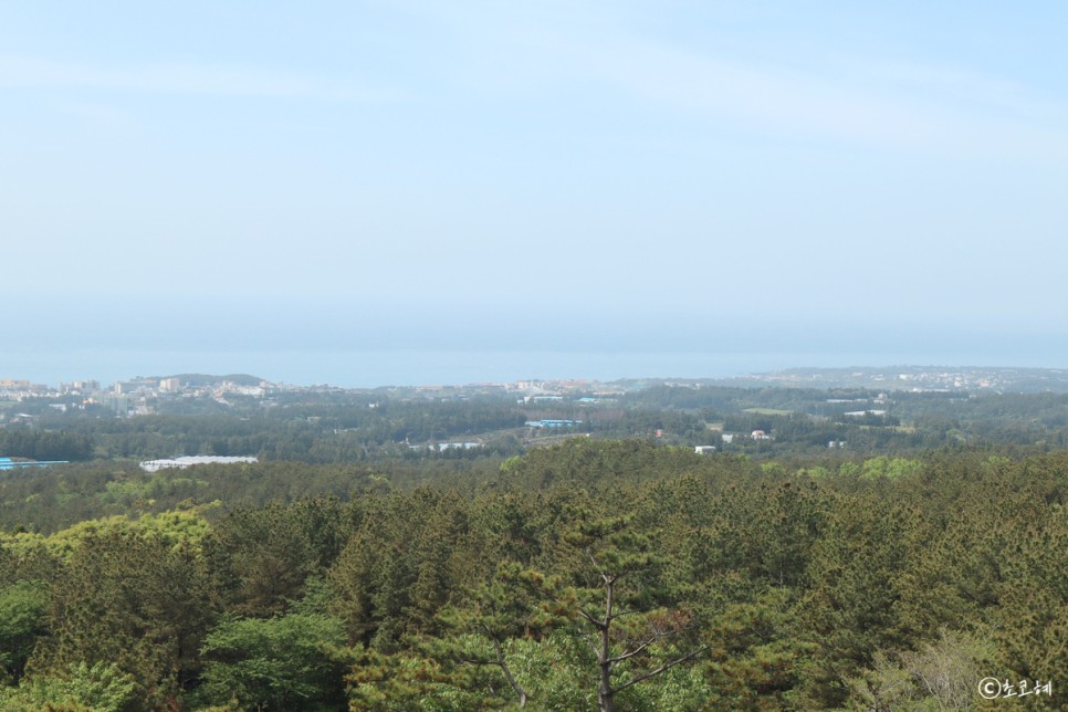 위호텔 제주 태교여행 가족여행 숙소 추천 수영장 조식 정리!