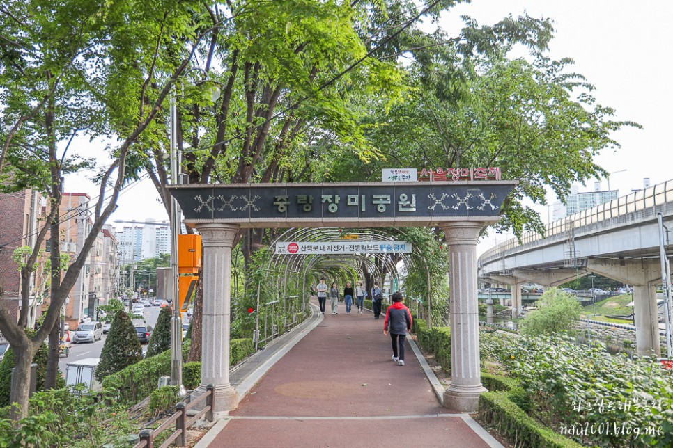 서울 장미축제 중랑천 장미공원 유채꽃 위치 주차