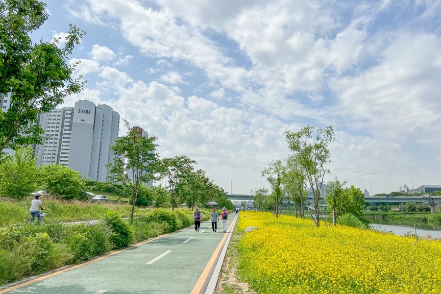 서울 장미축제 중랑천 장미공원 유채꽃 위치 주차