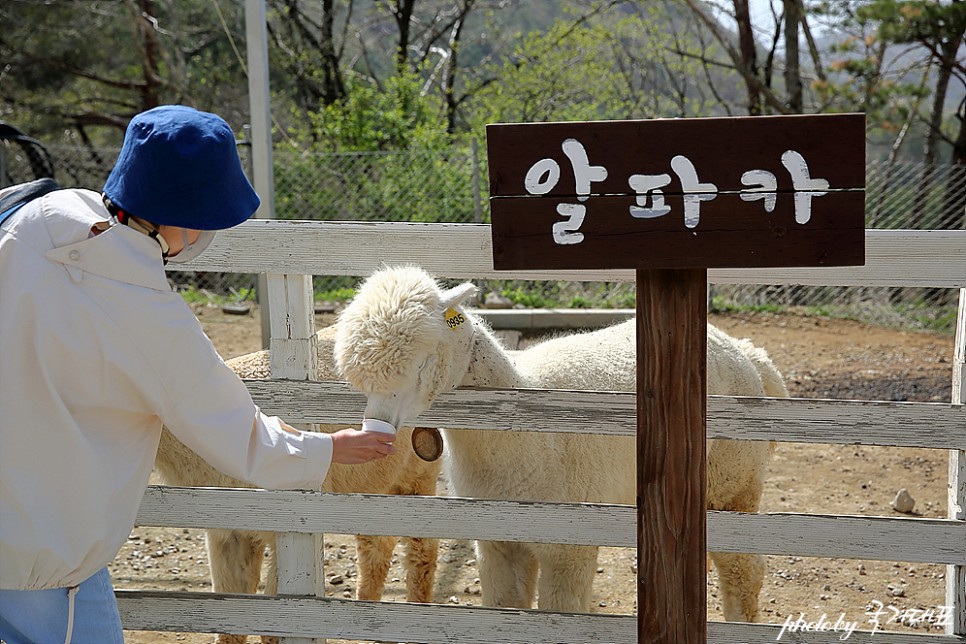 대관령 순수양떼목장 체험 강원도 한적한 여행지 국내 조용한 곳