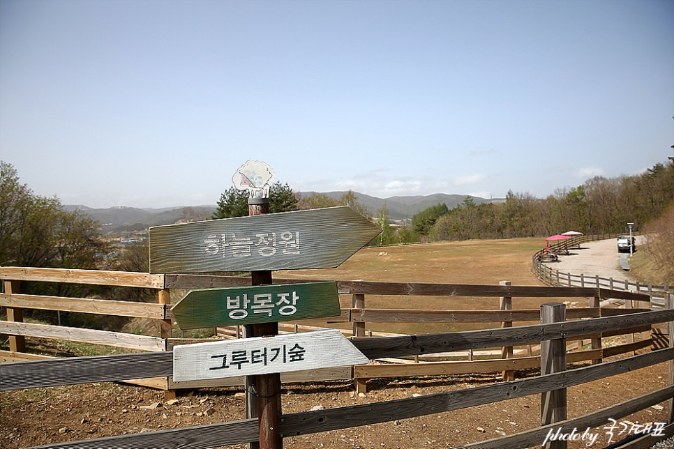 대관령 순수양떼목장 체험 강원도 한적한 여행지 국내 조용한 곳