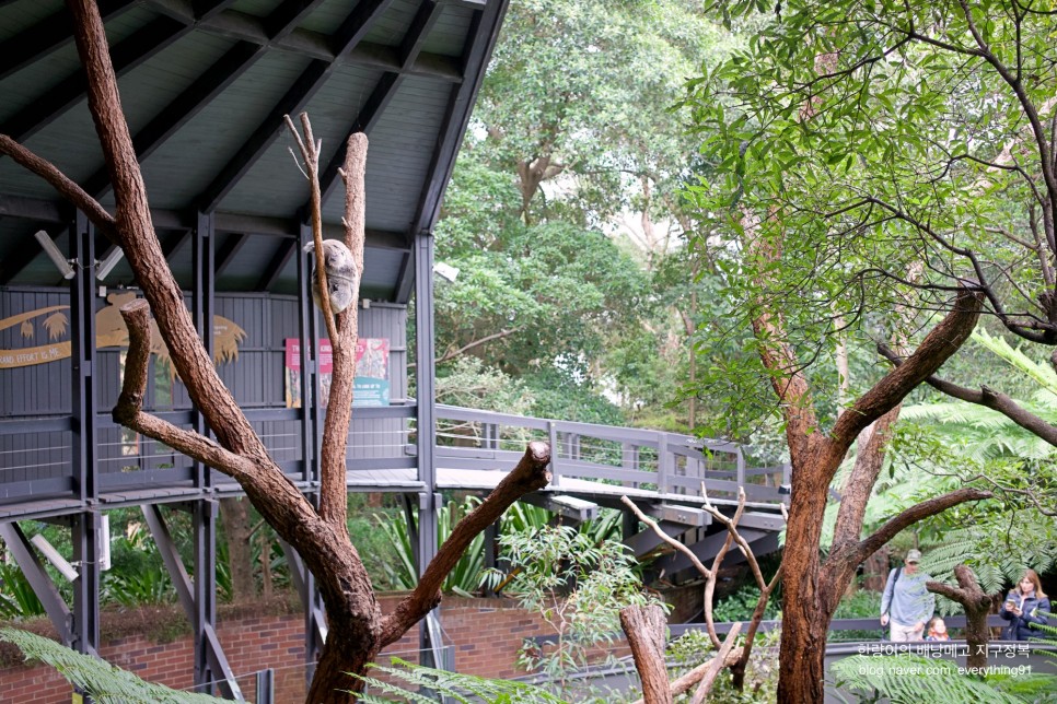 시드니 여행 동물원 타롱가주 할인, 가는방법 (대중교통 페리 탑승)