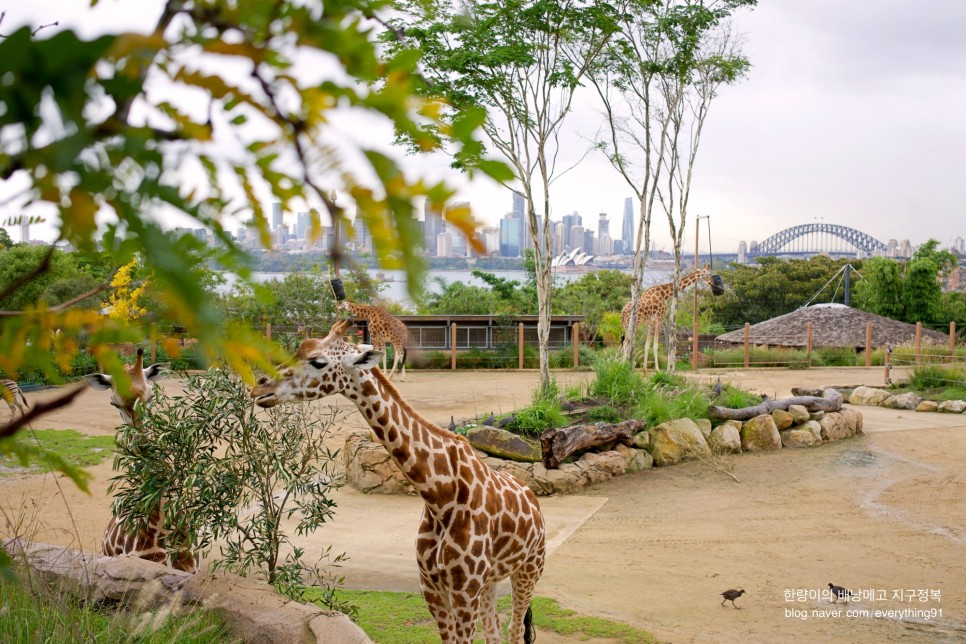 시드니 여행 동물원 타롱가주 할인, 가는방법 (대중교통 페리 탑승)