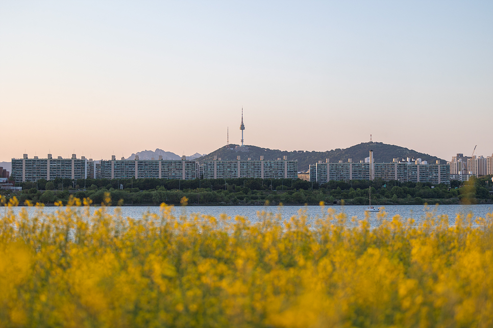 반포 서래섬 유채꽃 피크닉 서울 꽃구경 나들이 반포한강공원 분수