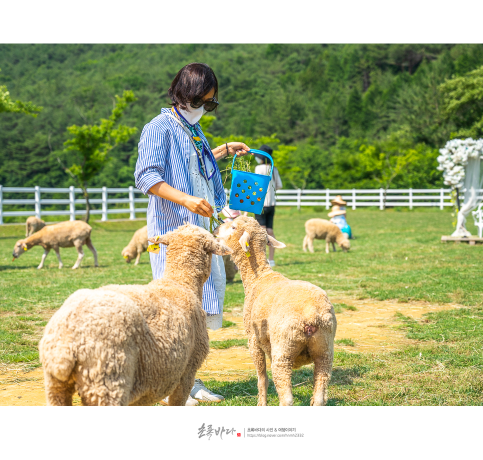 경남 아이와 가볼만한곳 볼거리 남해 양떼목장 동물체험