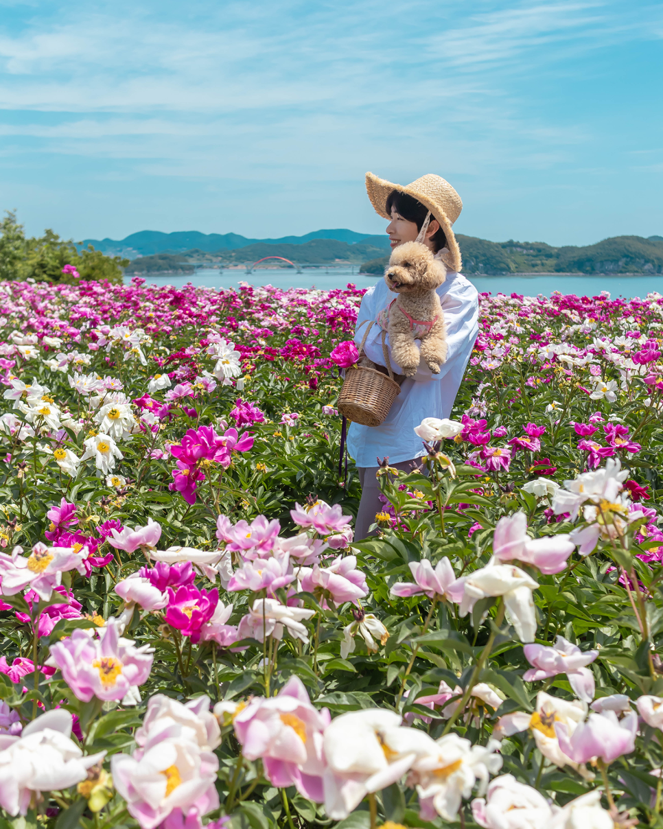 전남 고흥 가볼만한곳 작약꽃밭 해맞이로1175 5월 꽃구경 즐기기!