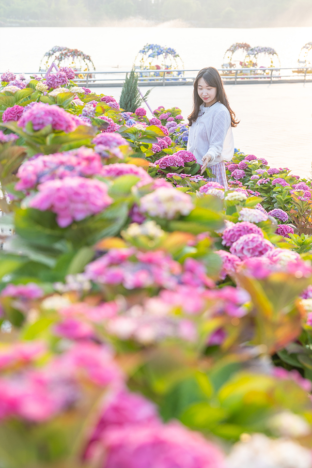 일산호수공원 꽃축제 수국 주차장 경기도 데이트코스