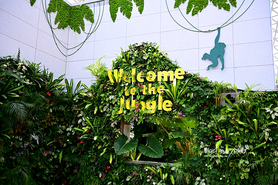 거제도 가볼만한곳 파노라마 케이블카 거제 식물원정글돔 정글타워