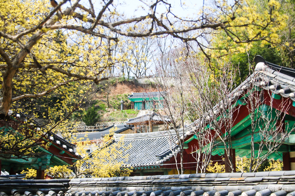 전북 가볼만한곳 전주한옥마을 볼거리 전주전통술박물관, 전주향교