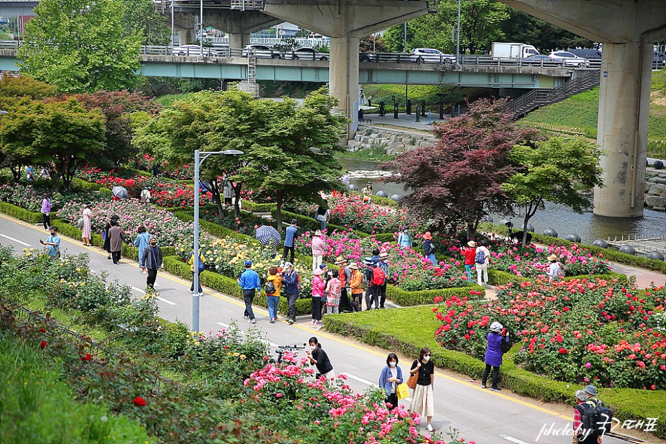 서울장미축제 중랑천 장미공원 서울 꽃구경 5월 꽃축제