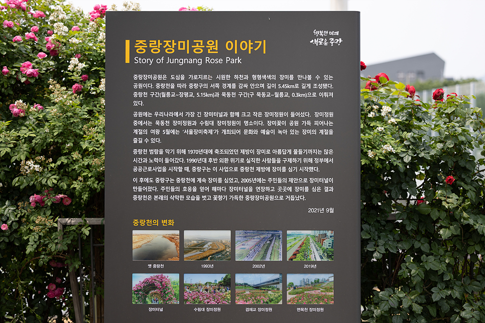 서울장미축제 중랑구 장미공원 만개 포토존 유채꽃 위치