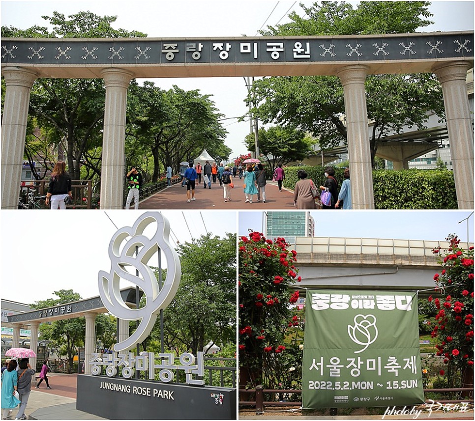 서울장미축제 중랑천 장미공원 서울 꽃구경 5월 꽃축제
