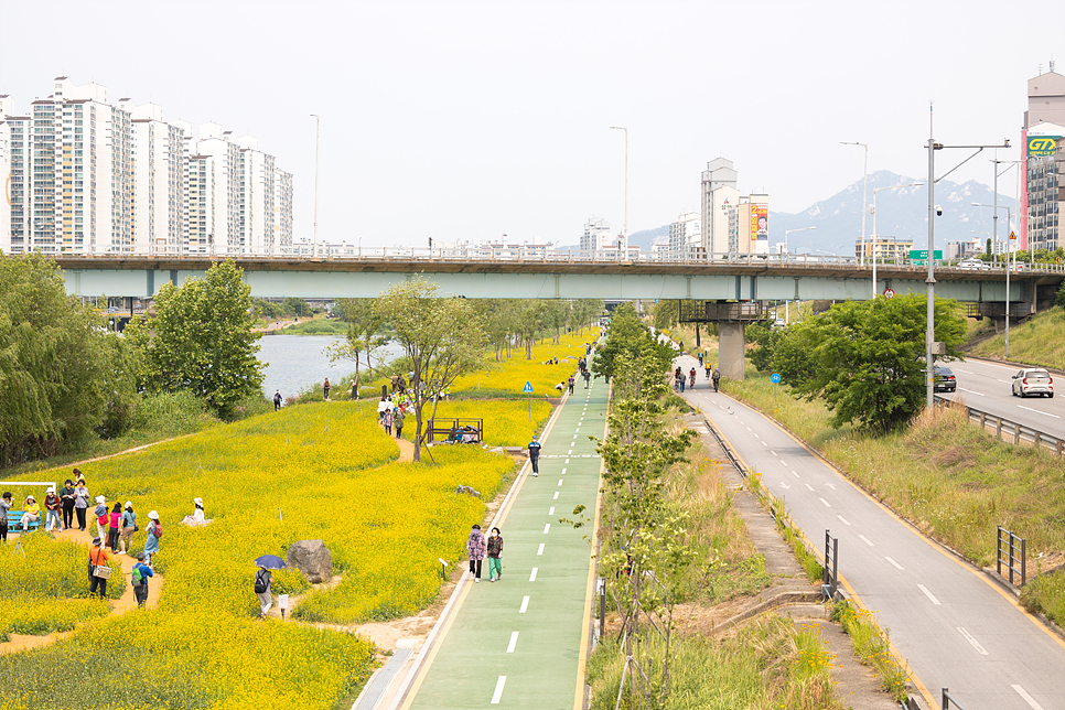 서울장미축제 중랑구 장미공원 만개 포토존 유채꽃 위치