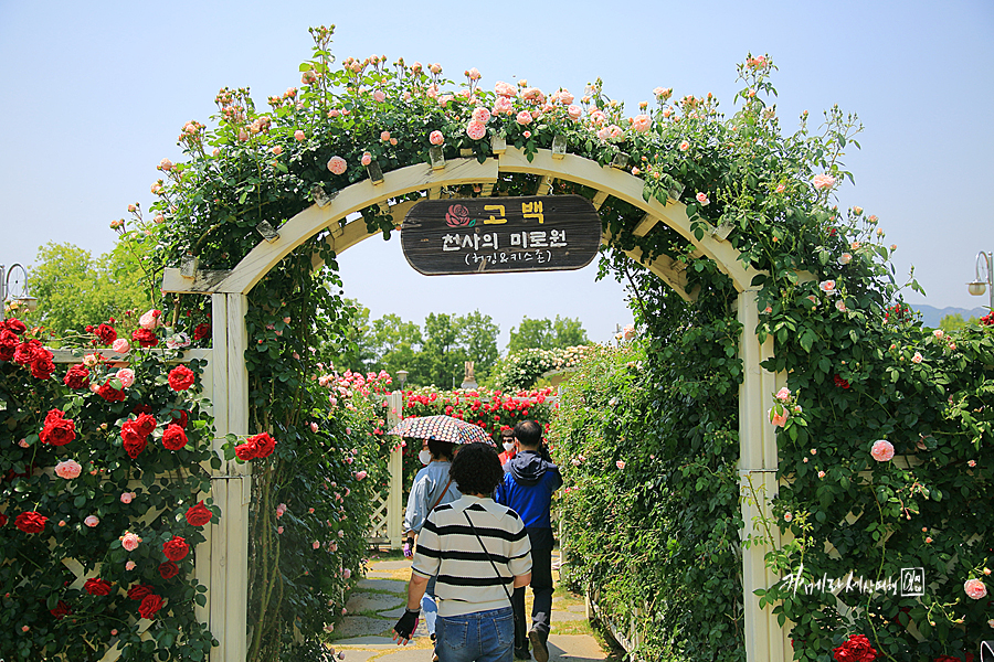 곡성 장미축제 섬진강 기차마을 장미공원 곡성 세계장미축제 6월 꽃축제