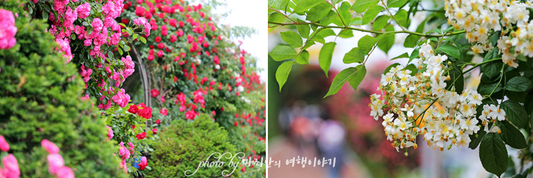 2022 서울 장미축제 중랑천 장미공원 장미터널, 5월 꽃축제