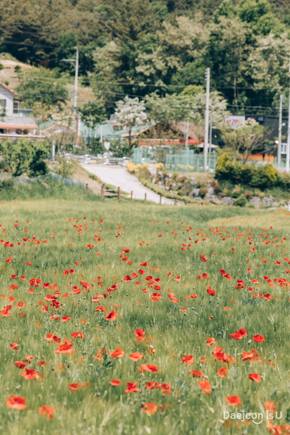 5월 대전을 찾는다면 장동 청보리밭도 놓치지 마세요