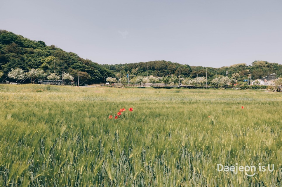 5월 대전을 찾는다면 장동 청보리밭도 놓치지 마세요