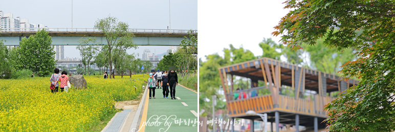 2022 서울 장미축제 중랑천 장미공원 장미터널, 5월 꽃축제