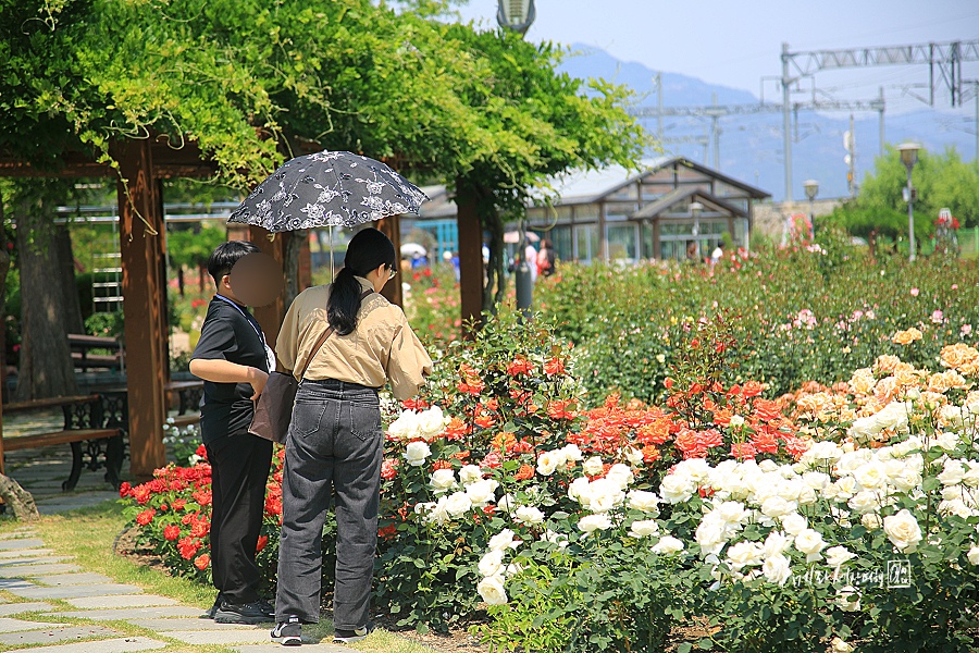 곡성 장미축제 섬진강 기차마을 장미공원 곡성 세계장미축제 6월 꽃축제