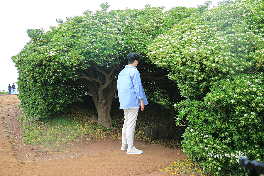 제주공항 근처 볼거리 돌고 화덕피자 먹거리 먹방~