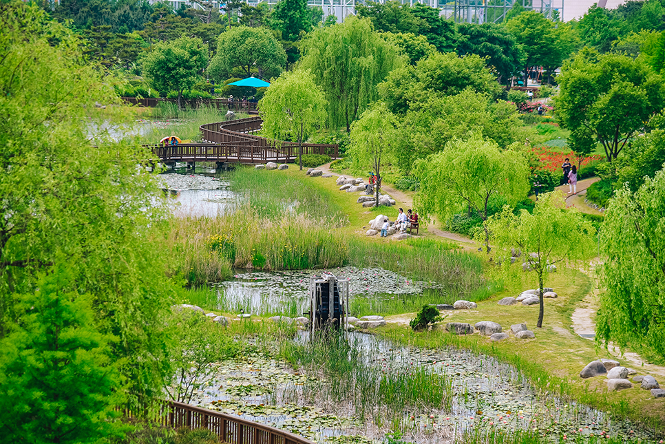 대전 한밭수목원 장미 5월 꽃구경 양귀비, 샤스타데이지까지