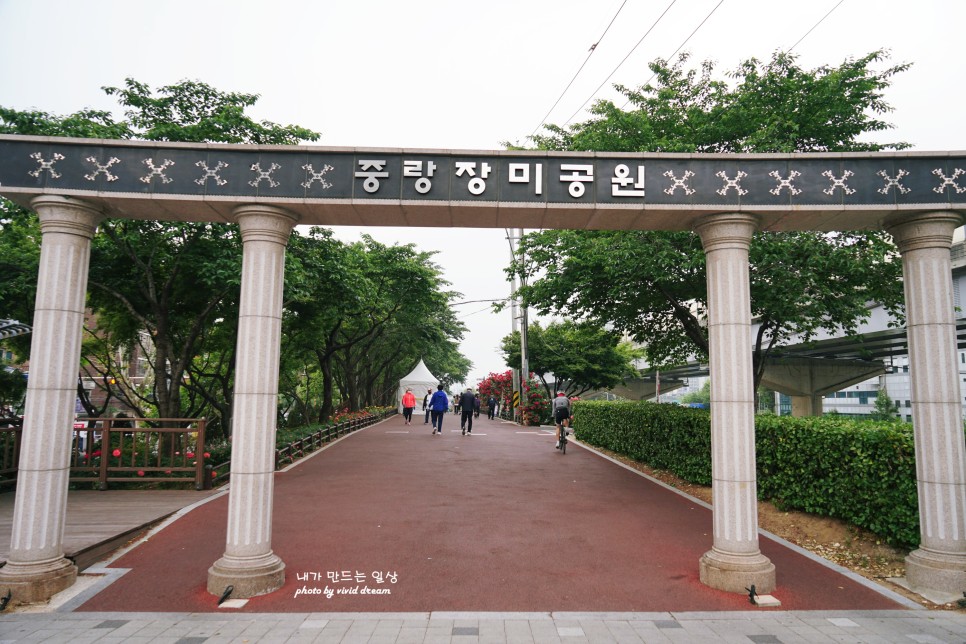 서울 중랑 장미공원 서울장미축제 마지막날 걸었던 장미터널